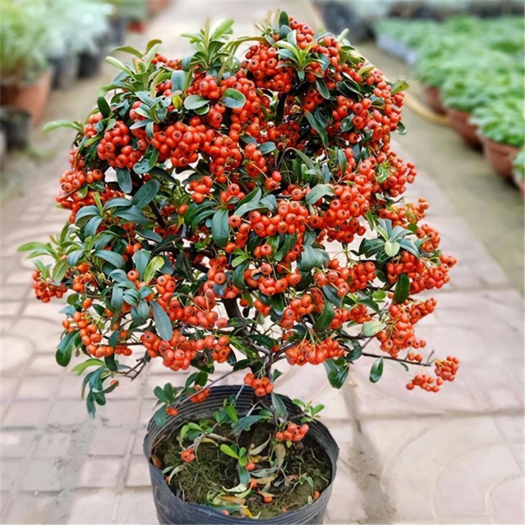 羊奶果  火棘  一物一拍 一旦发货拒绝退款拒收，介意断枝掉果勿拍