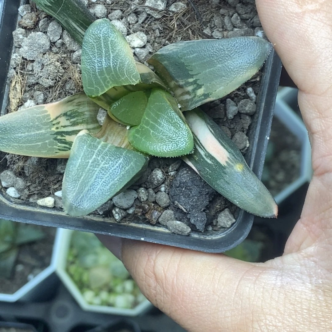 极上斑巨灵神克锦一物一拍