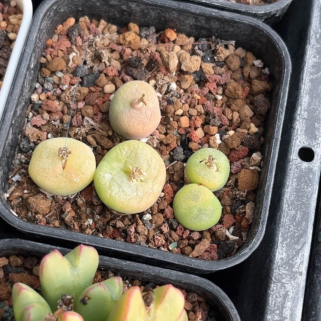 多肉植物满58包邮