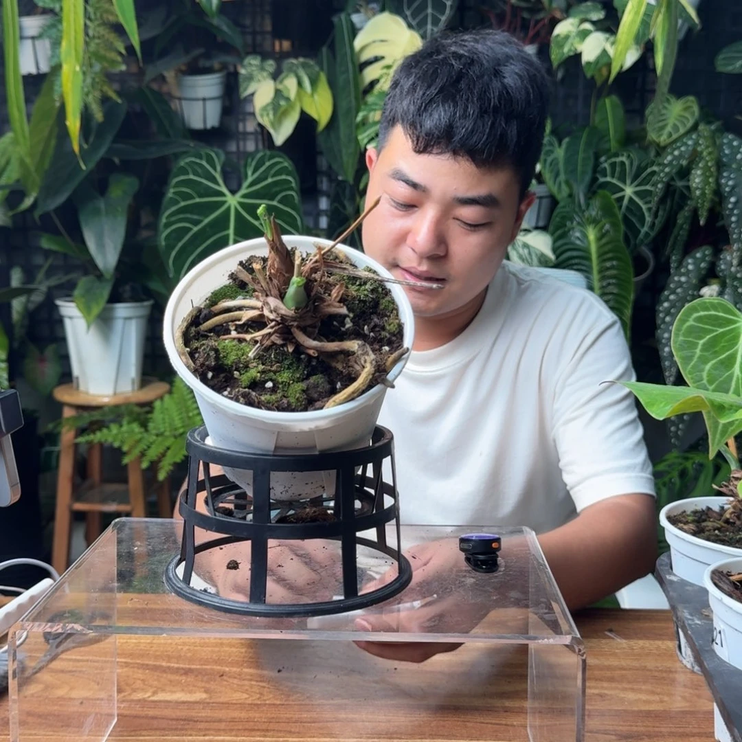 粥****无花朵一物一拍B23