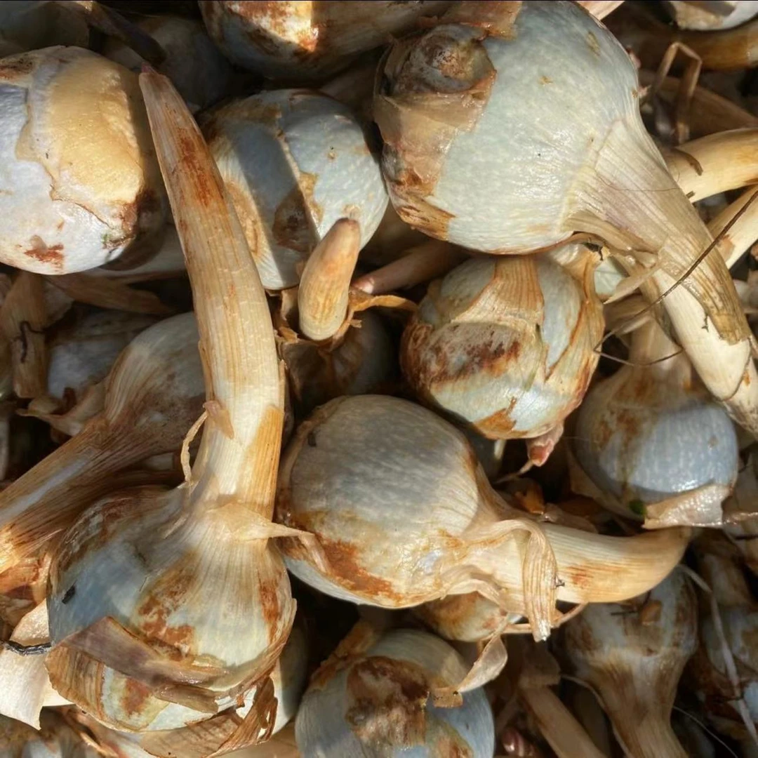 茨菇云南建水新鲜白茨菇