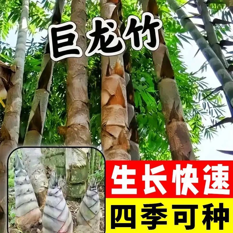 巨龙竹种子竹楠竹笋苗巨龙竹四季春秋户外种植蔬菜种子G1