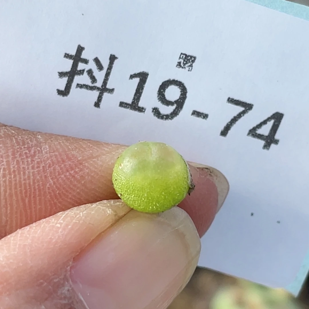 19-74小拉登多肉植物