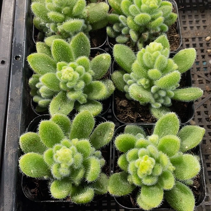 信冻泥带盆土发货