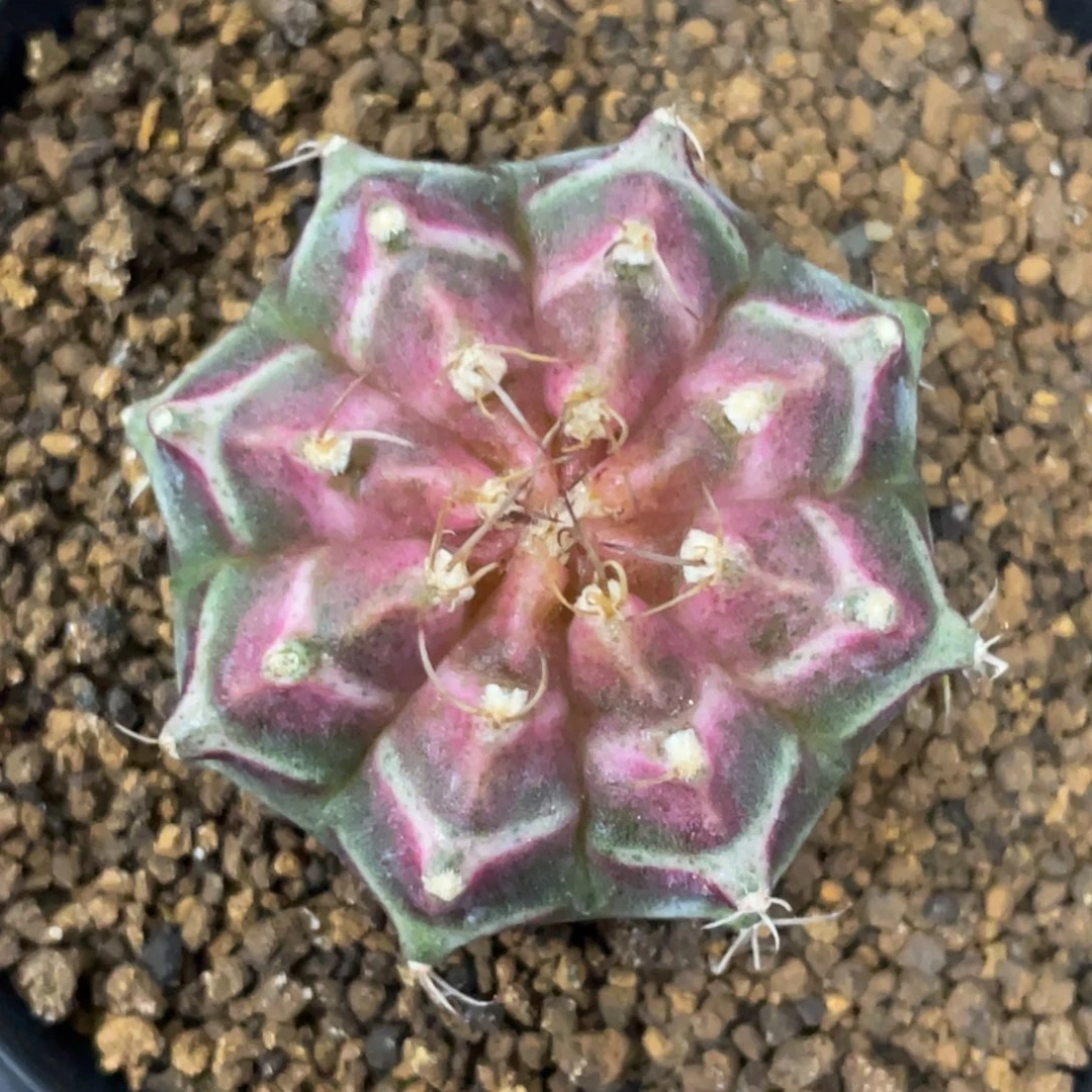 当前无花朵，栽培后可花朵紫粉轮回