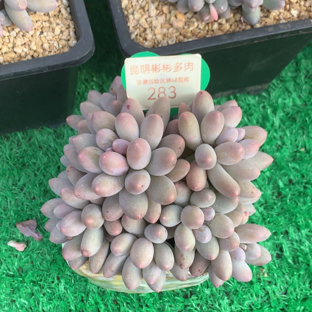 ?****、汤圆无砍老桩283