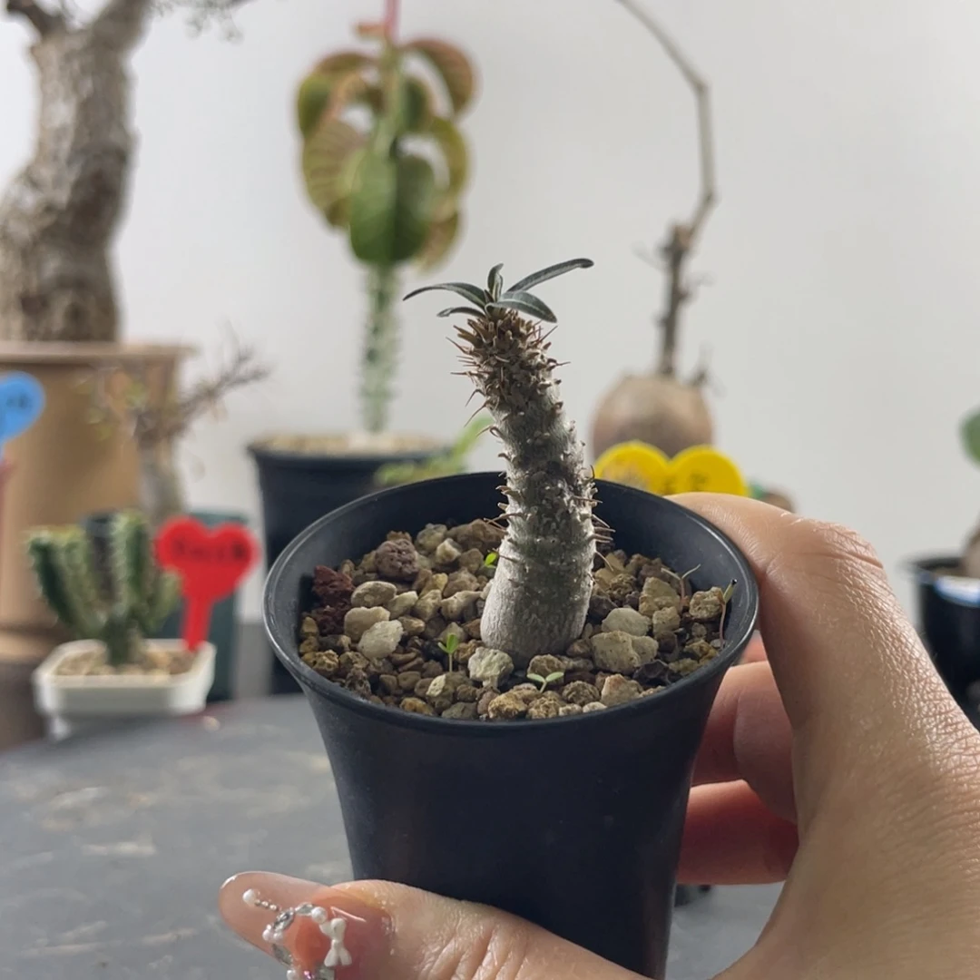 12月23日直播间福利宫不退换