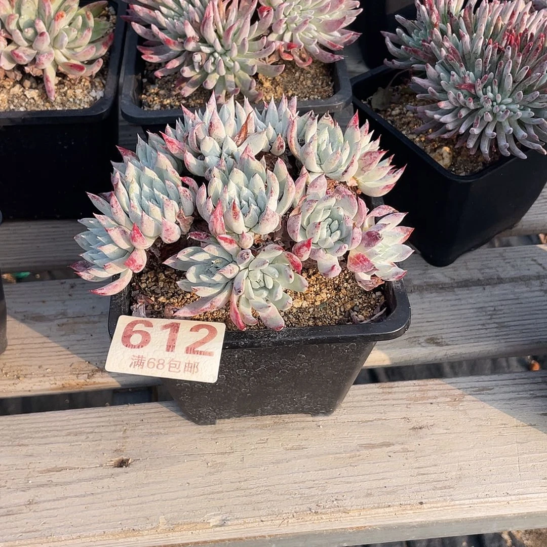 晨溪园艺仙女杯呀