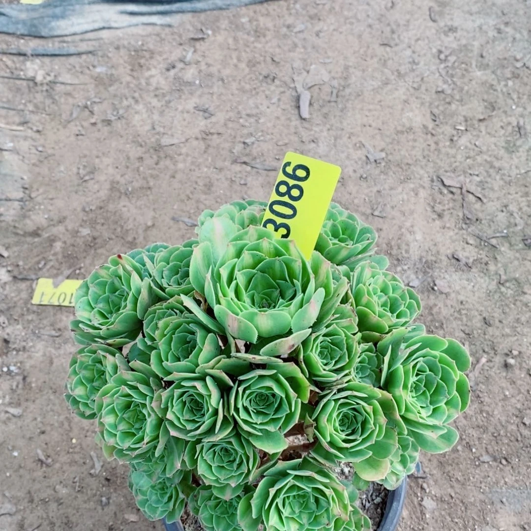 翡翠琉璃多肉植物3086