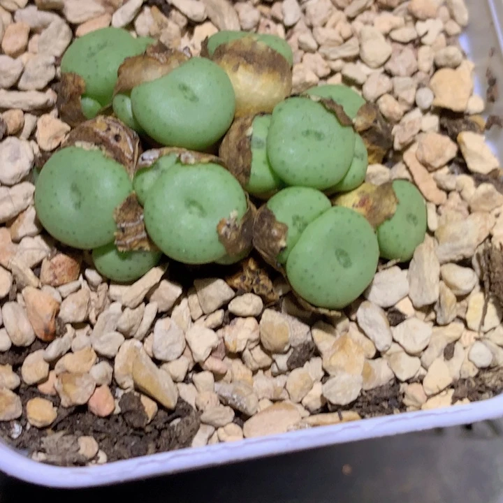 489899999999669966658