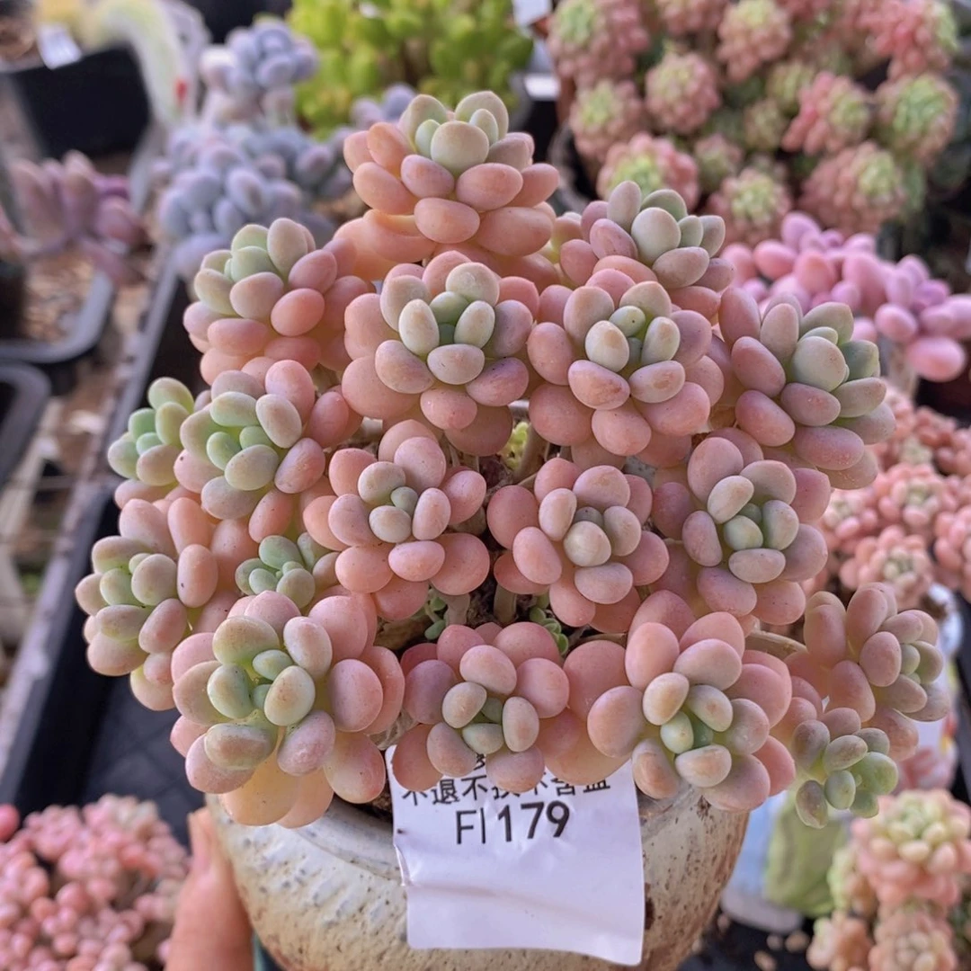 洛可可10cm179多肉植物