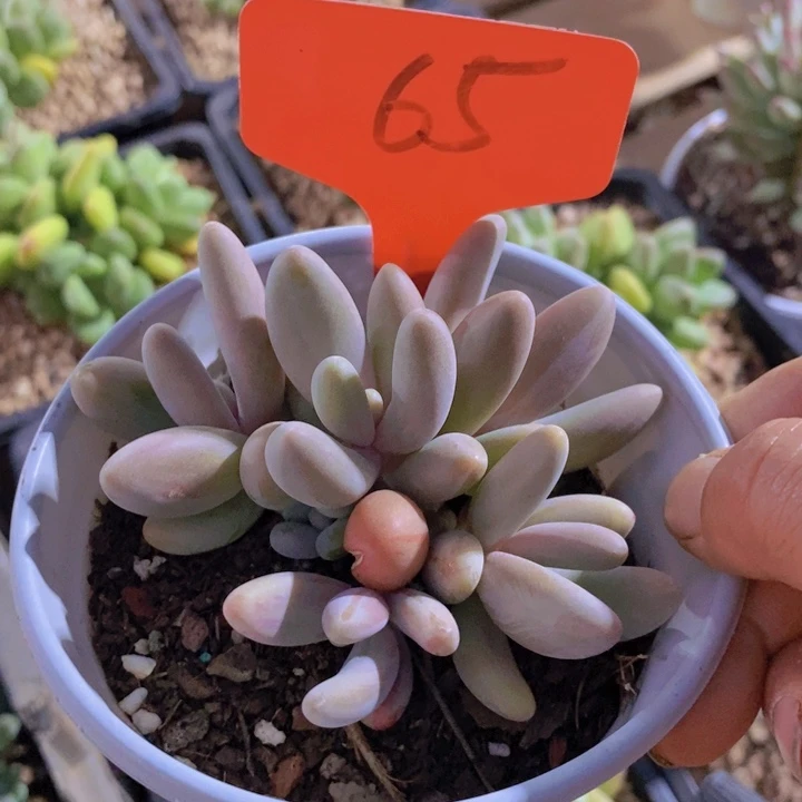 晞是吗这不还行哇