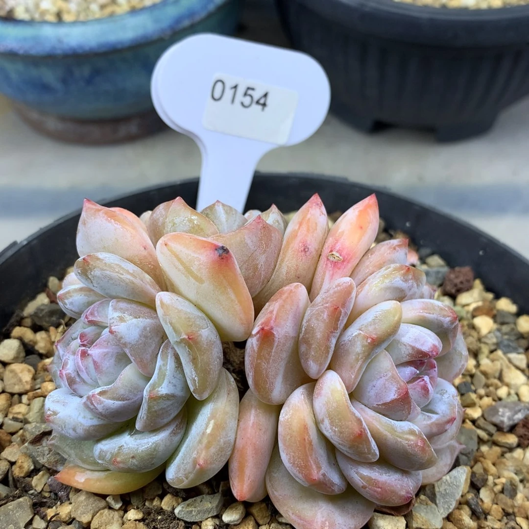 黄底紫心154/8cm3头