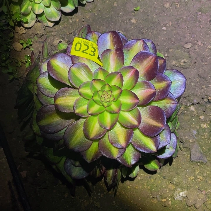 0237抹茶多肉植物