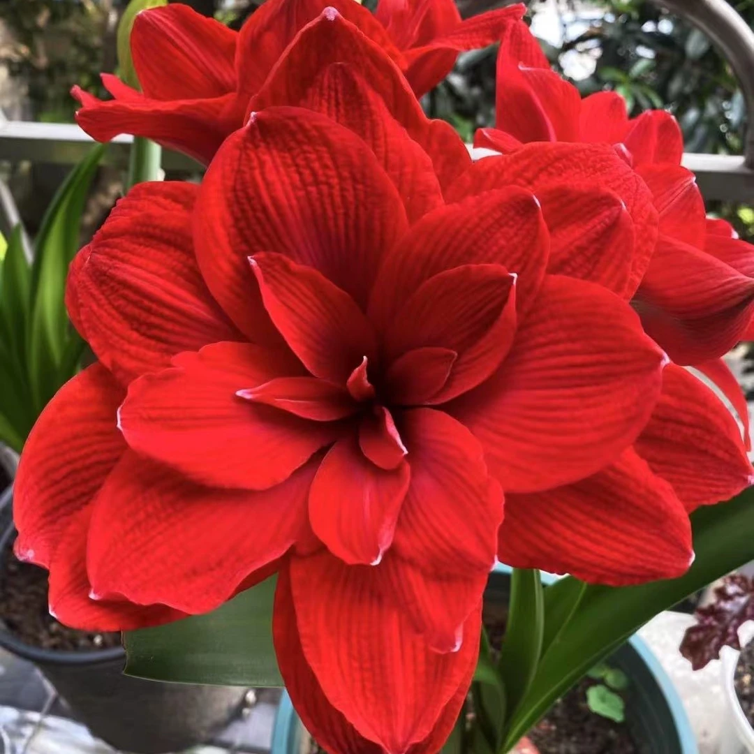 花多多朱顶红双龙盆栽