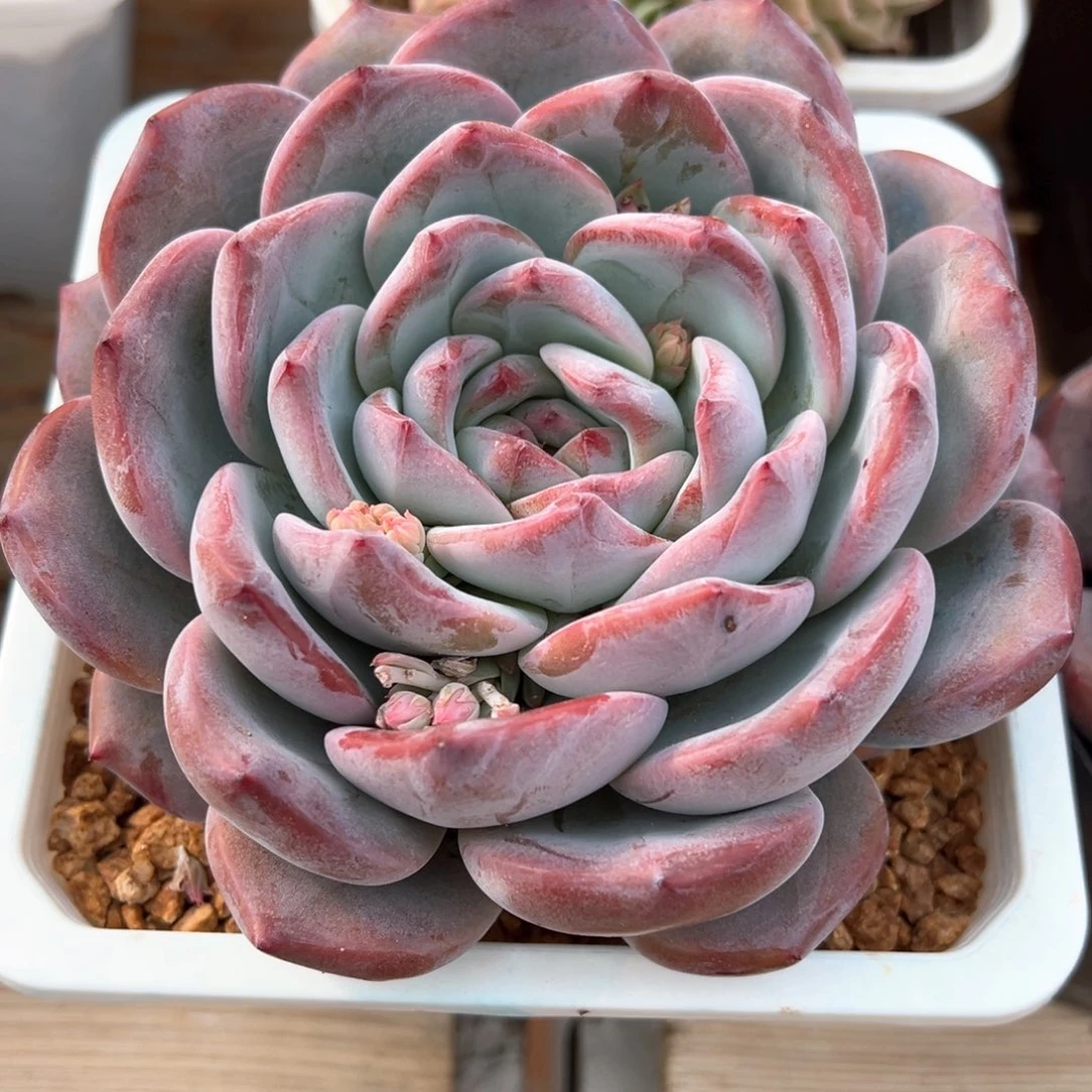 奶盖暗纹多肉植物