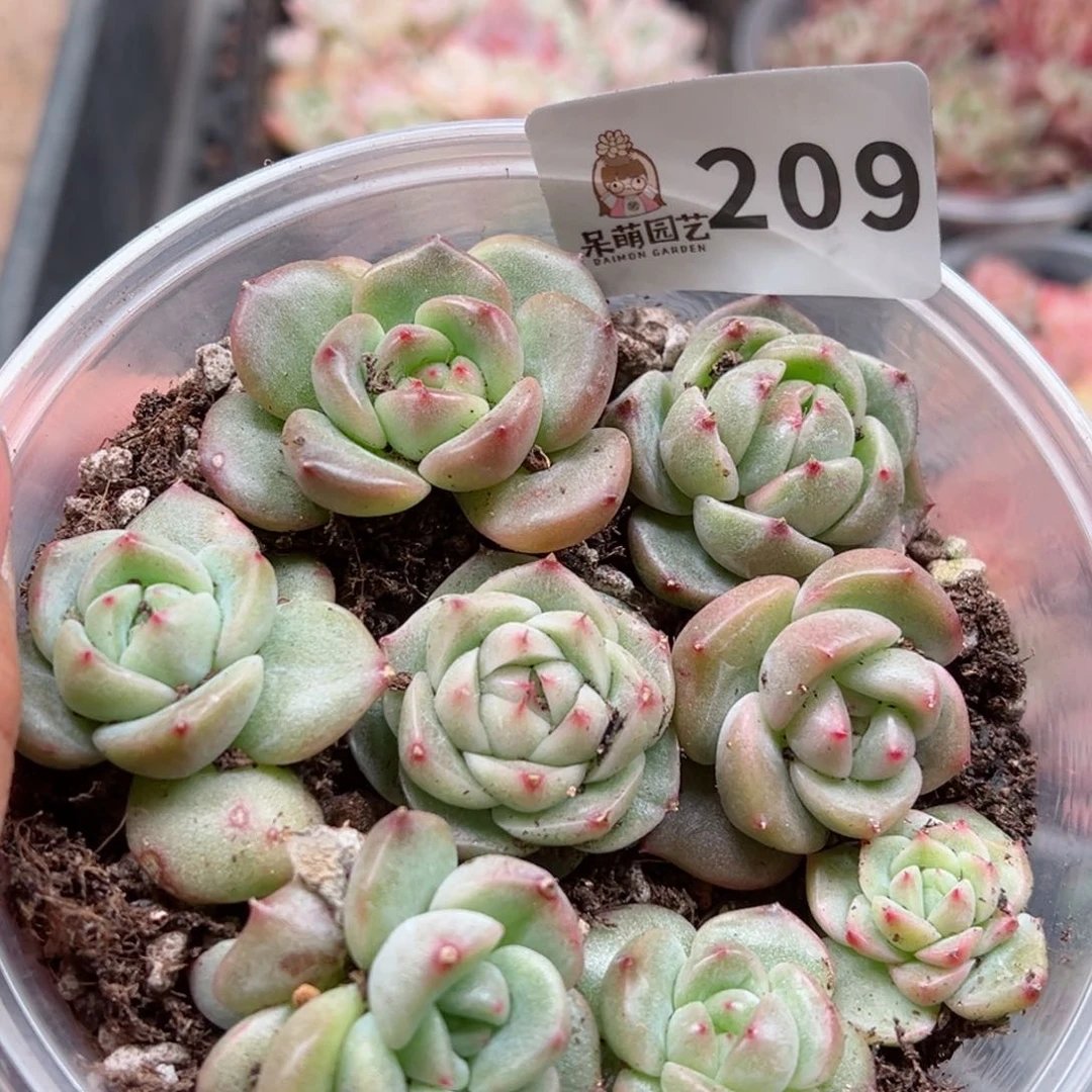 多肉植物多肉植物