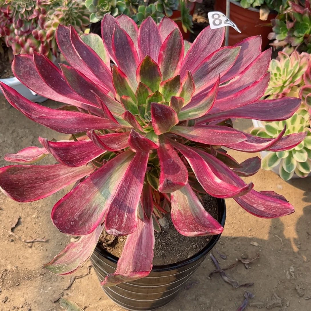 822红魔女多肉法师