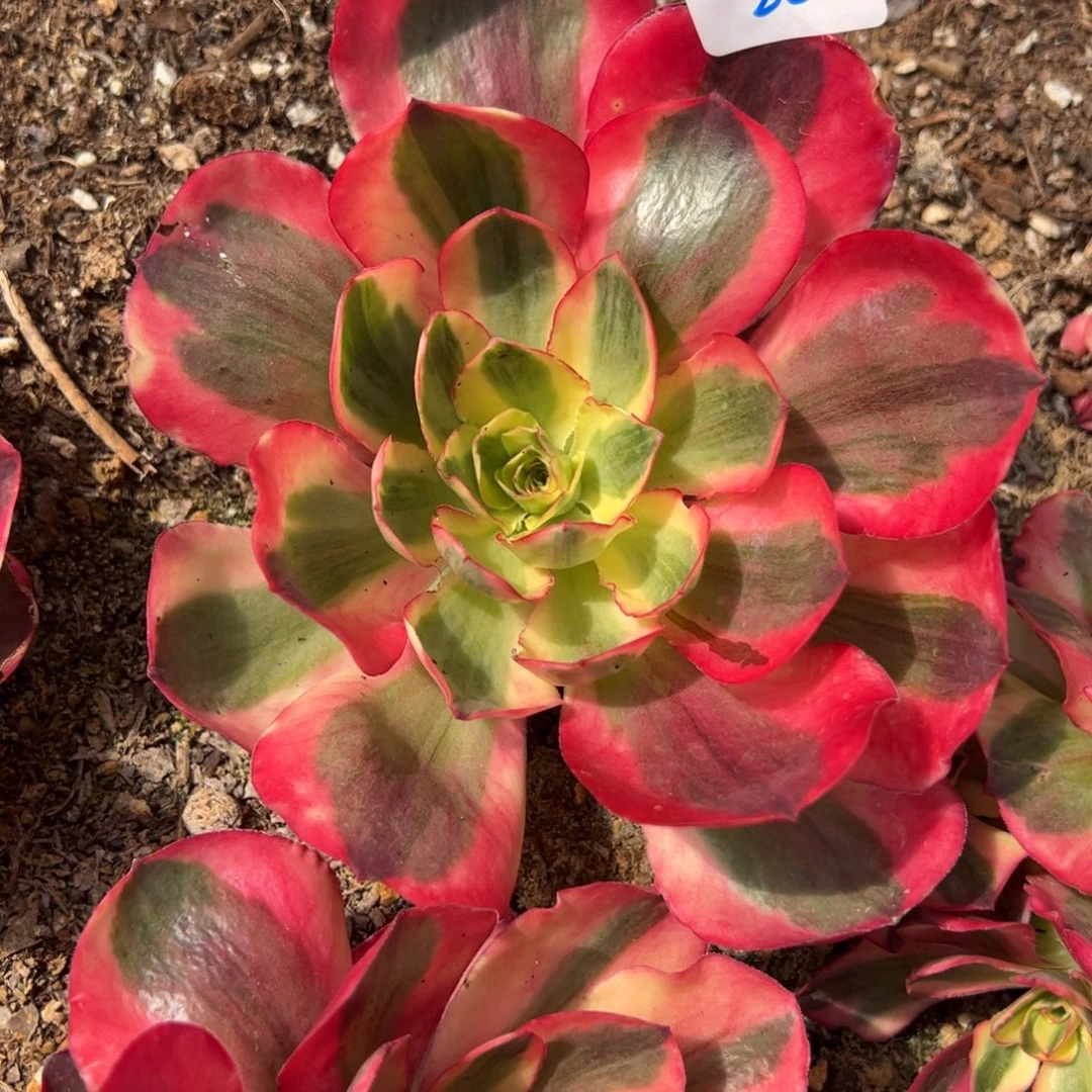 22如意的牛肉嘻嘻嘻嘻