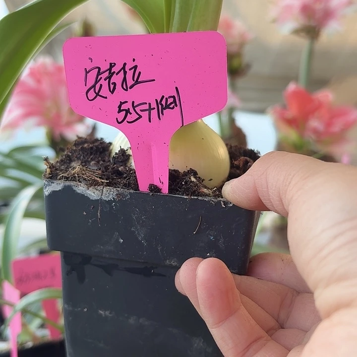 无花朵安吉拉朱顶红直径5.5加1