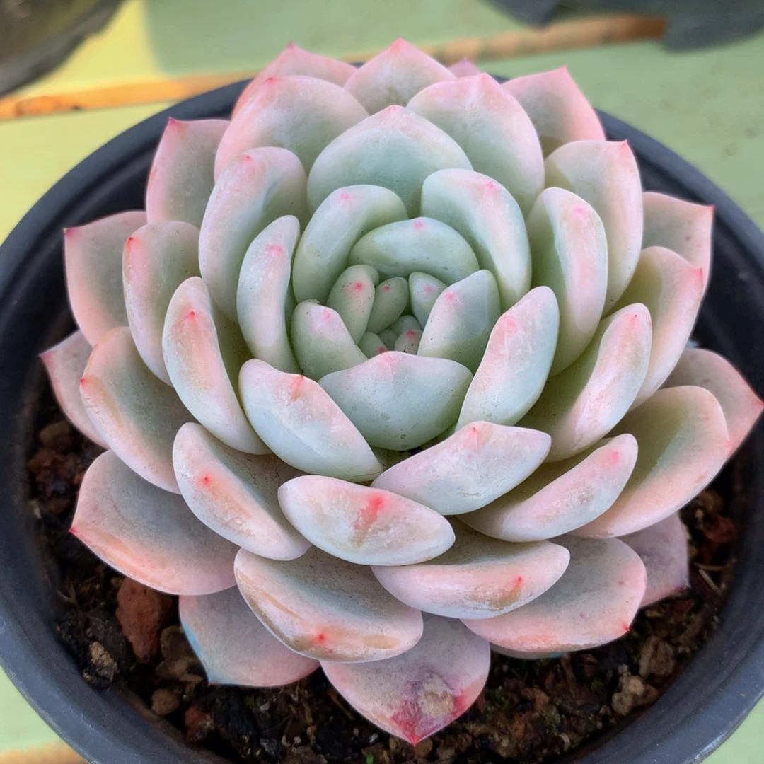 梦露锦精控锦上园艺一物一拍