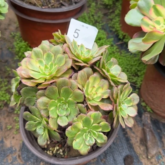 烟花法师5脱土发货