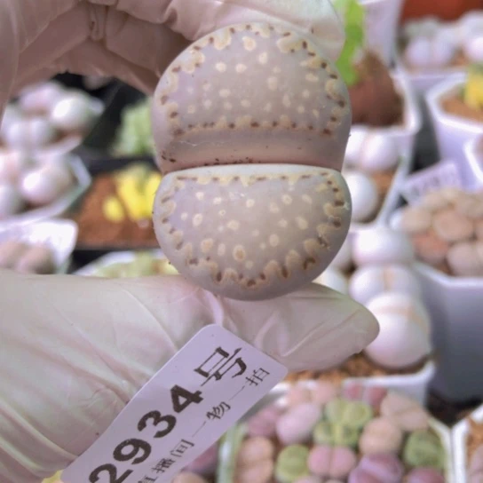 2934，3.7厘米大饼干有点t徒