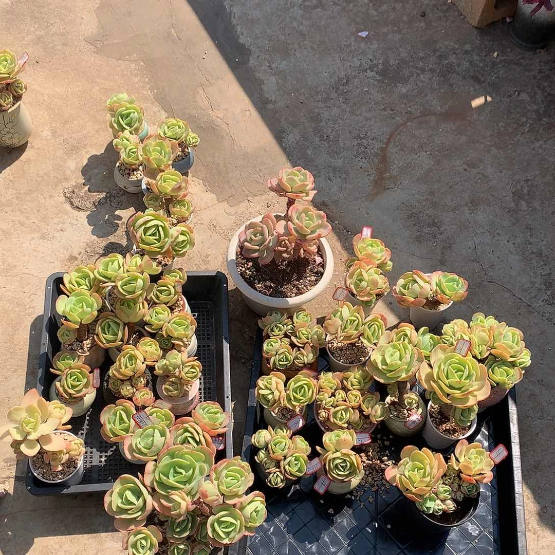 鸡蛋碧桃多肉植物33颗