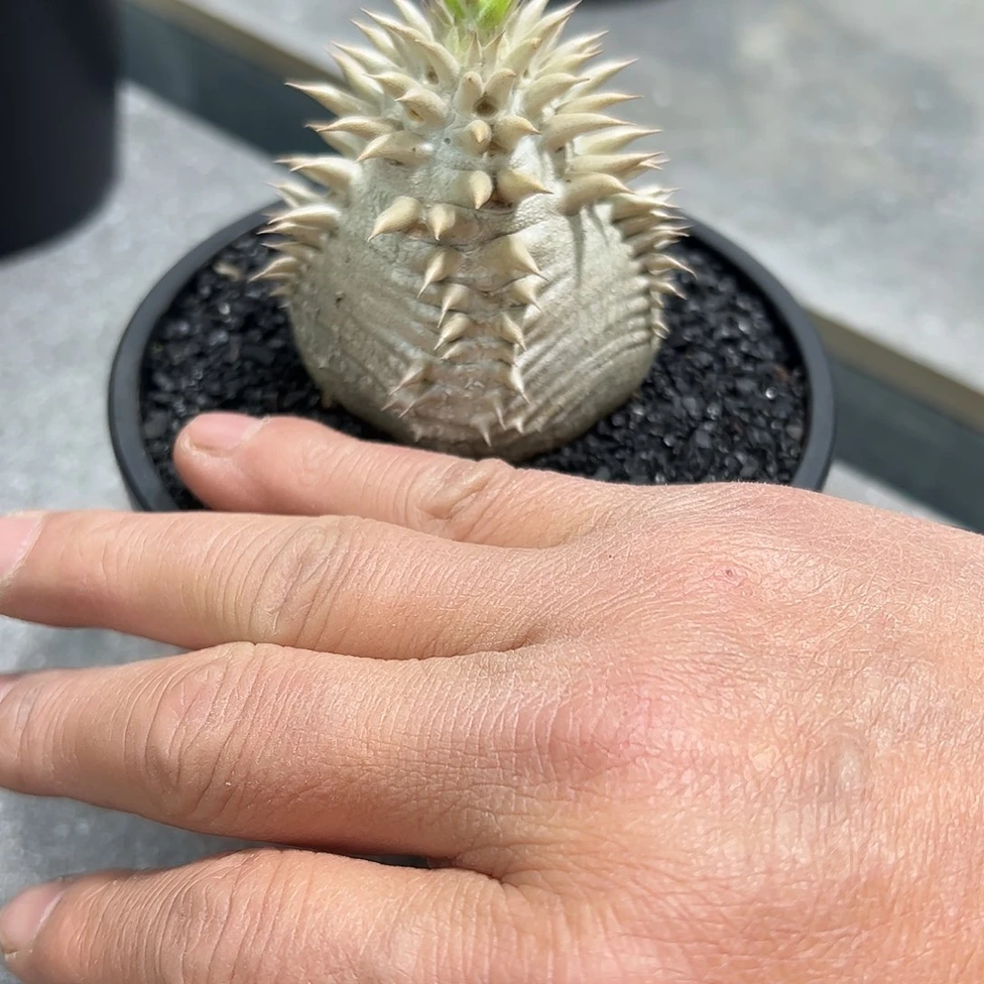 会***鱼金字塔大黑88888888