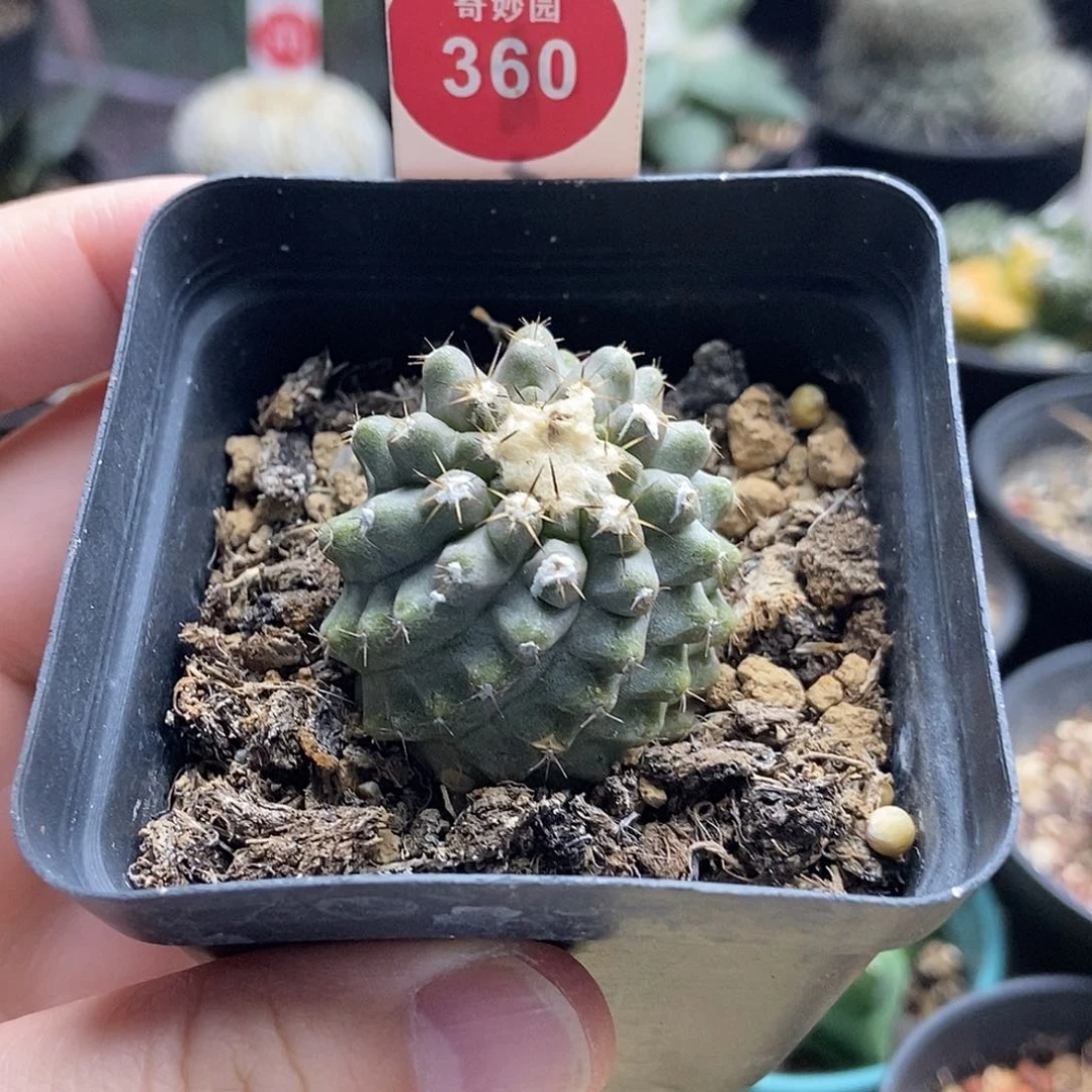 实生上腊雪顶龙爪球3.4cm