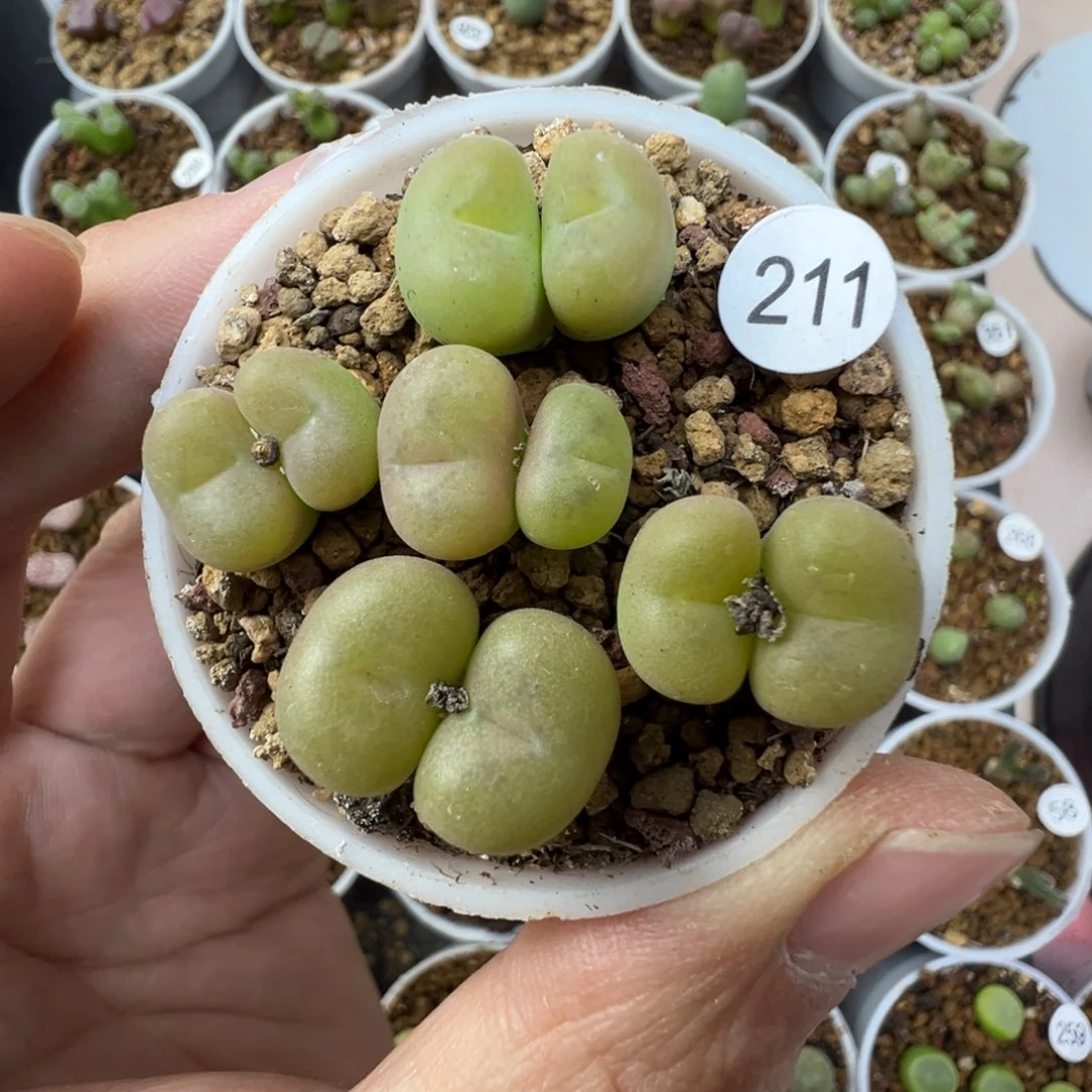 空卡佛一颗脱土2110000