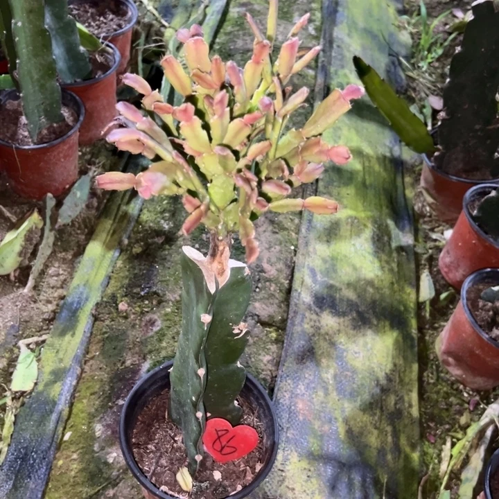 春***天当前无花栽培后可以开花052  86