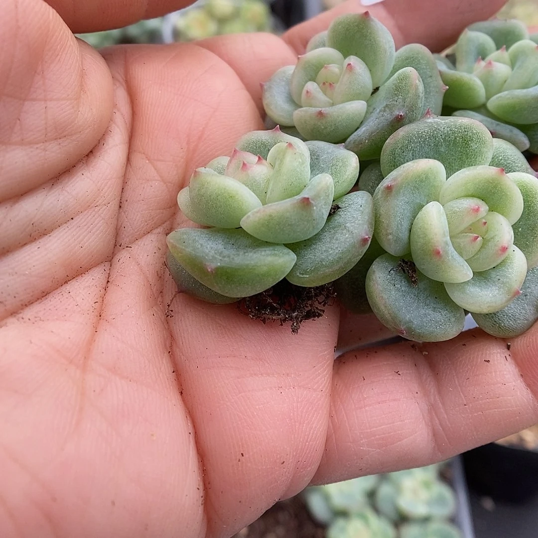 一物一拍一物一拍911-249