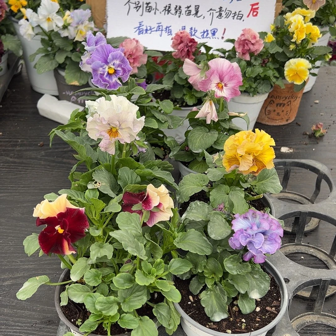 大部分花苞少量开放266号