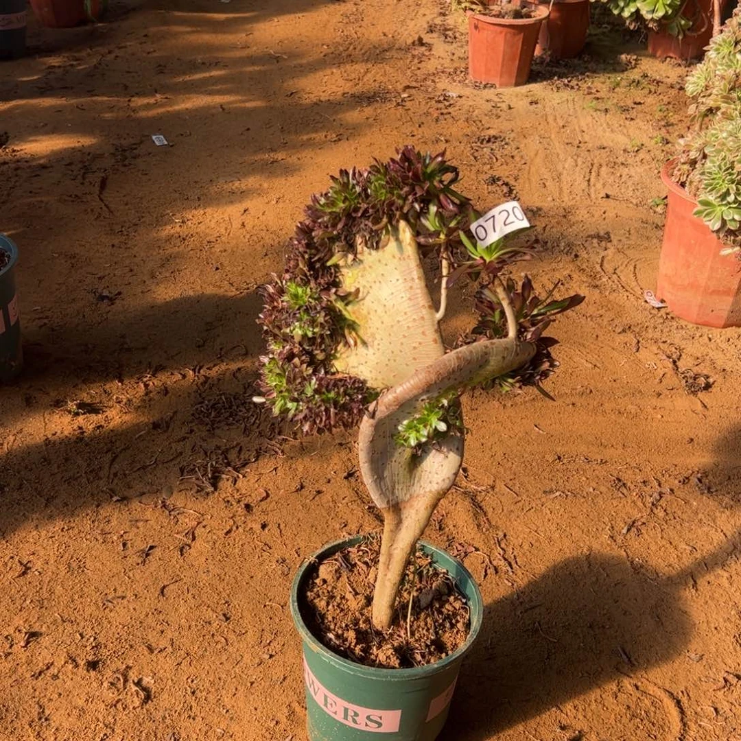 有伤黑缀720高度38厘米