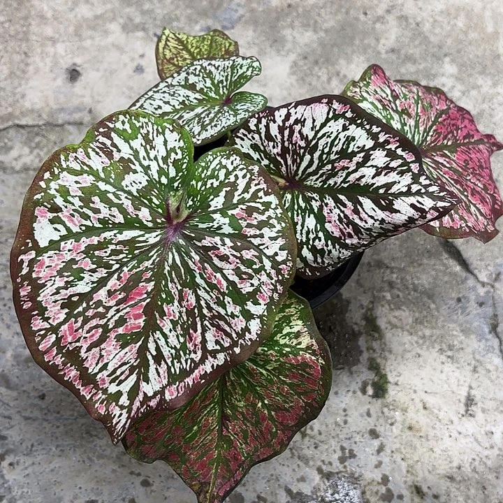 54-1029彩叶芋广东现货