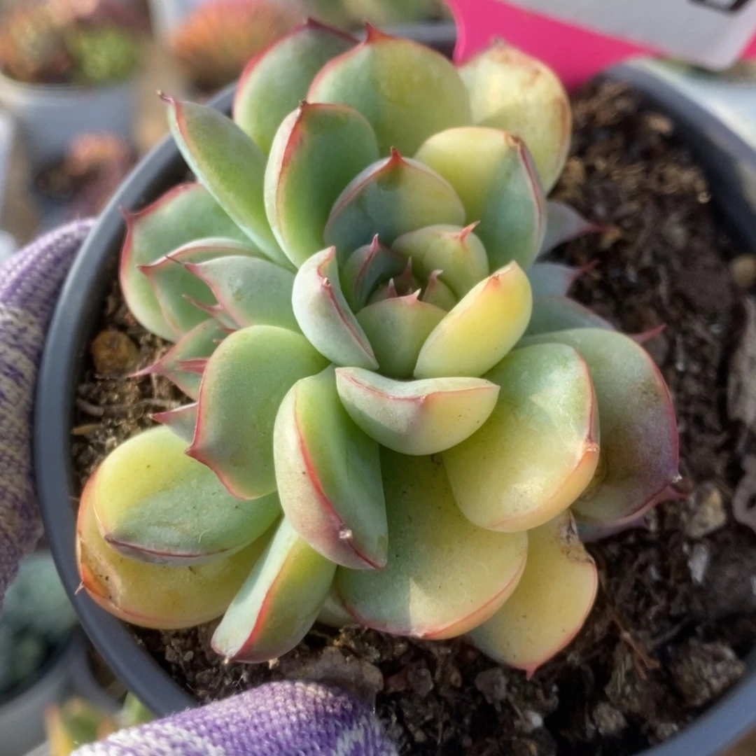 668花月夜朵朵缀锦