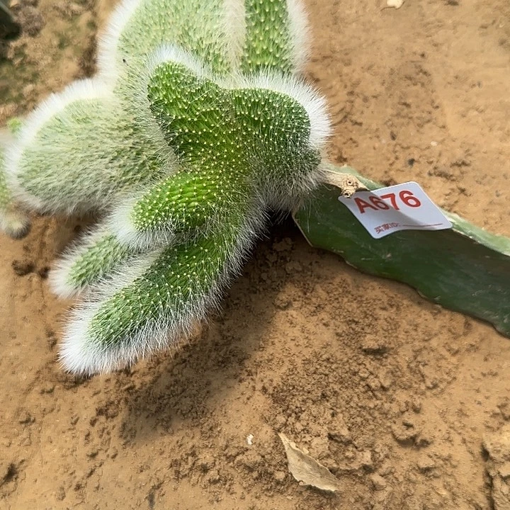 肆****无花朵嫁接九尾狐缀676