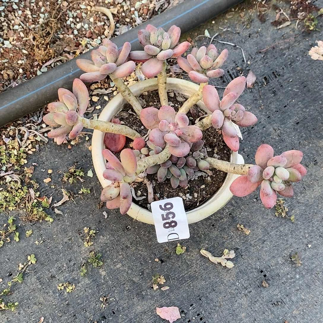 惠*姐856苹果奶多肉植物