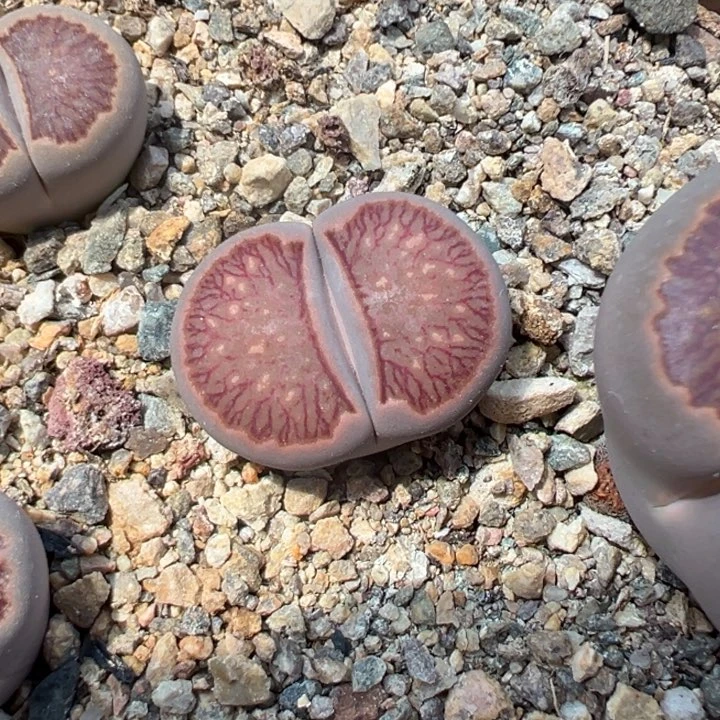 25045红窗菊6.18福利