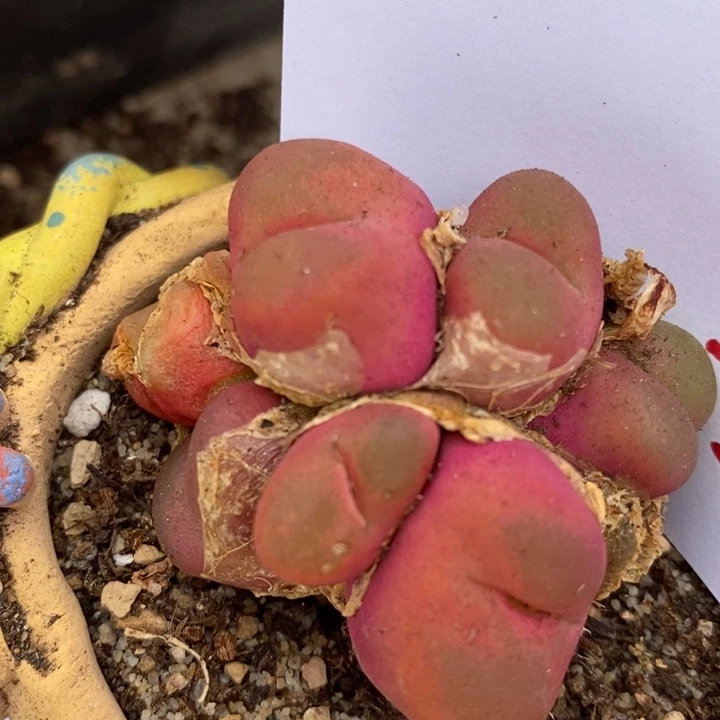 1183一群一群一群