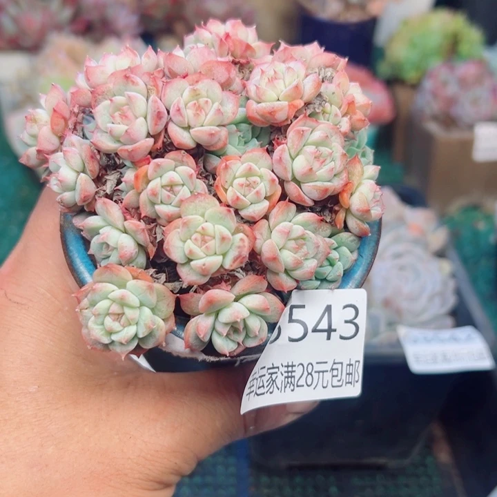 幸运的是我还没遇到你