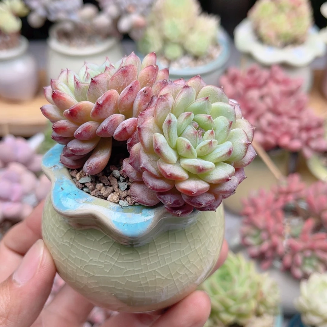 你***字853 带陶瓷盆发货 满28包邮