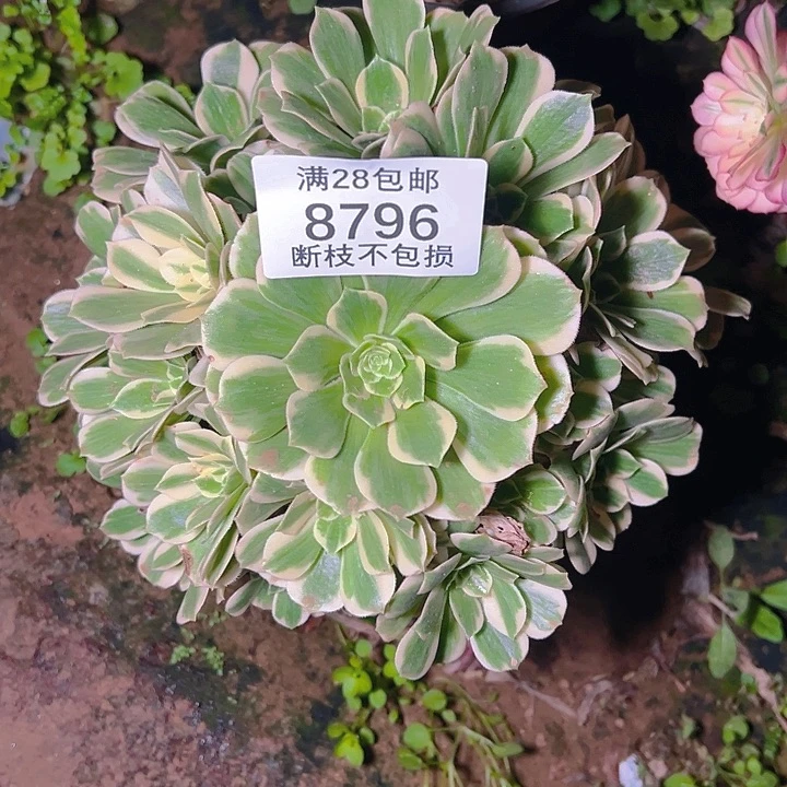 8796迈巴赫多肉植物