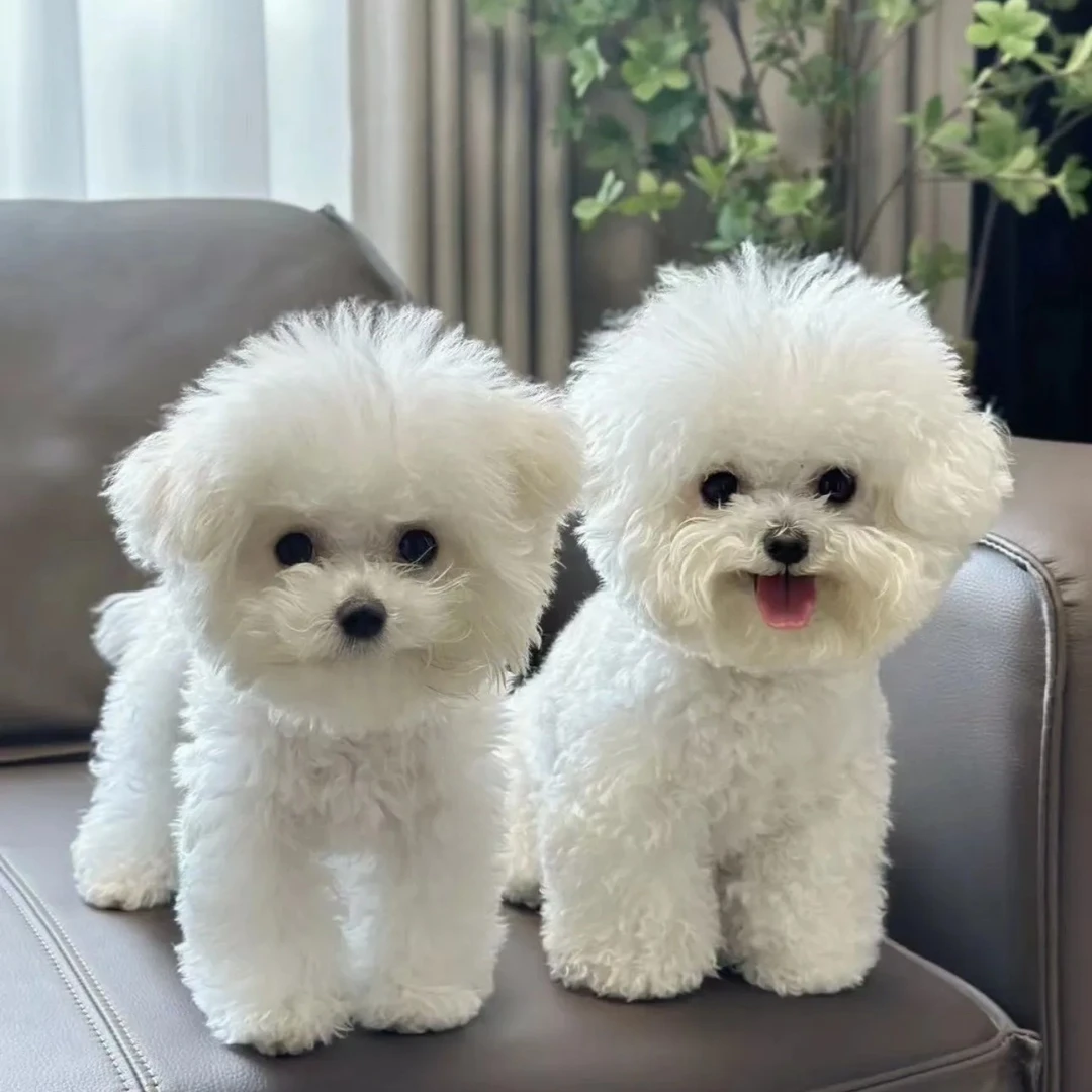 黑妹宠物高端比熊泰迪