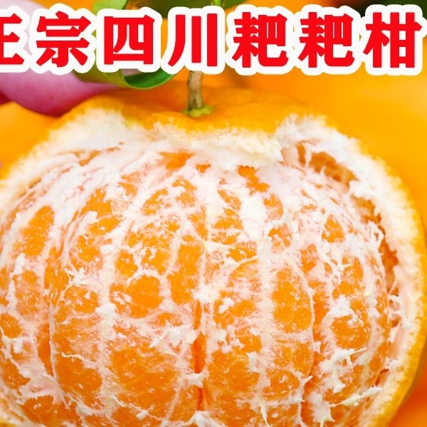 【村干部助农】四川春见耙耙柑健康新鲜无籽汁甜蜜好天然鲜甜粑粑