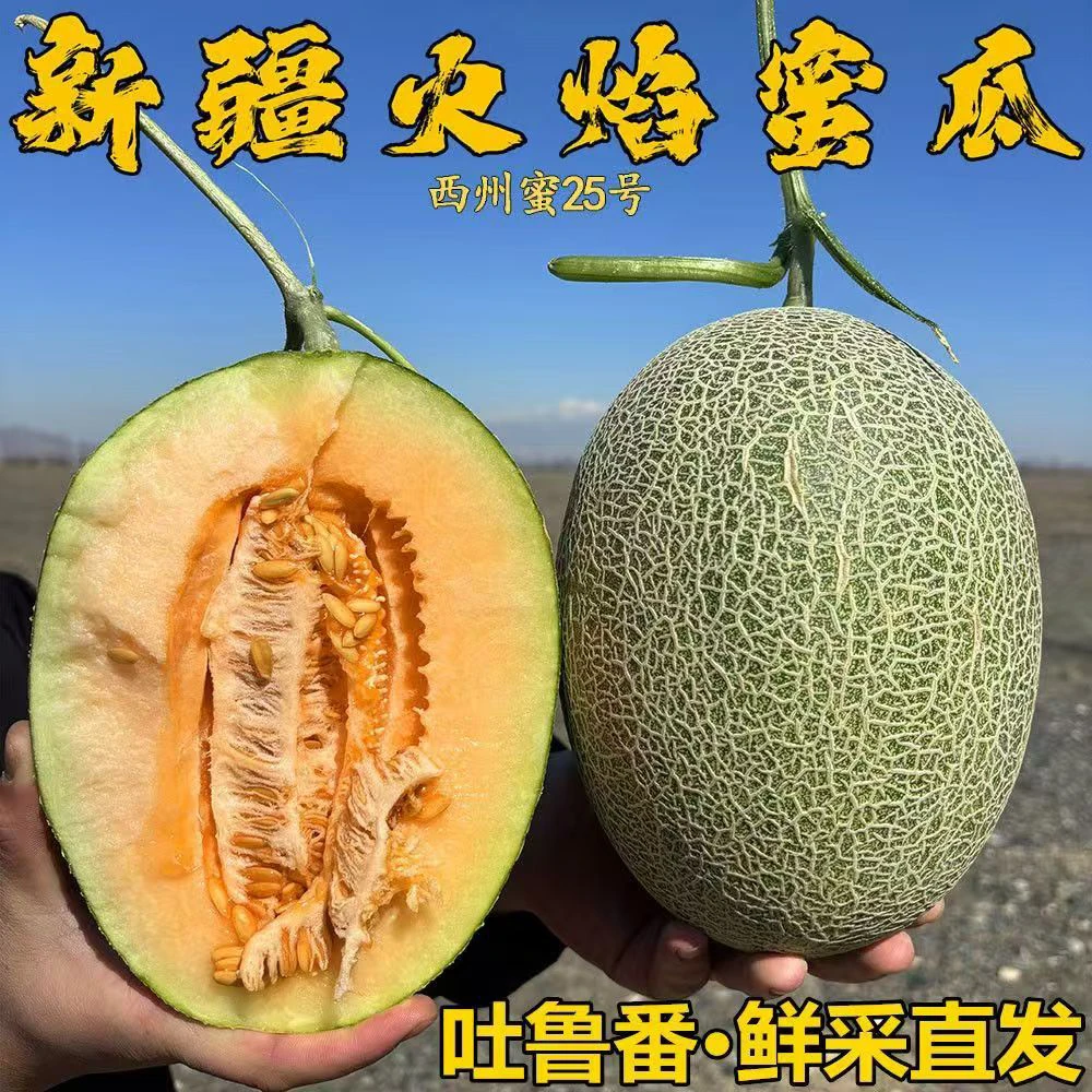 【新疆直发】吐鲁番西州蜜25号网纹瓜当季新鲜多汁水果
