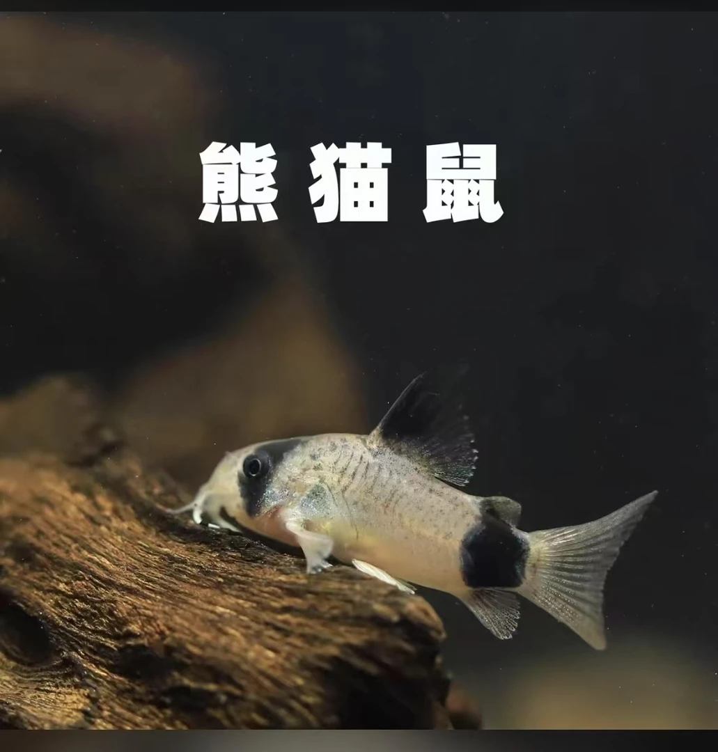 熊猫鼠鱼小型热带观赏鱼清洁鱼缸除藻好饲养工具鱼