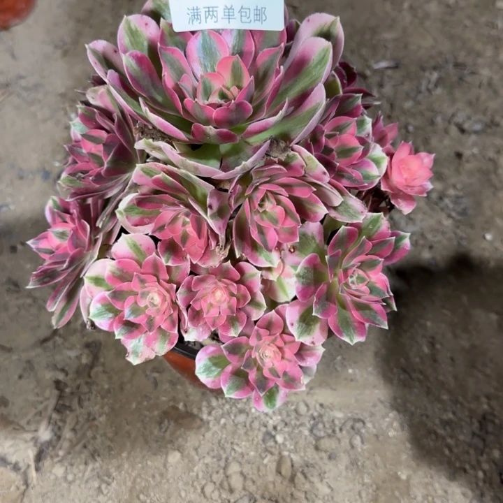 7514女巫多肉植物