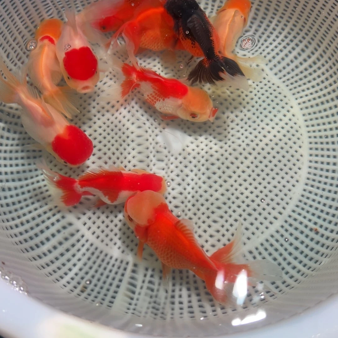金鱼冷水观赏鱼混搭